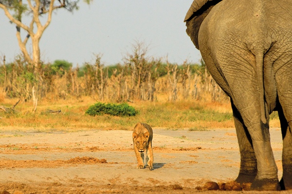 Elefant und Löwe