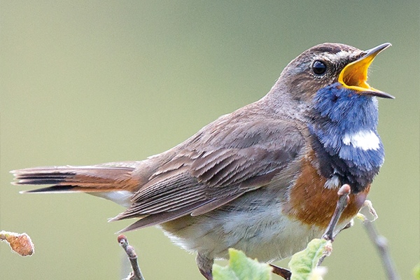 Blaukehlchen singend