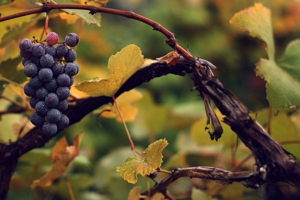 Wein in seiner Ursprungsform