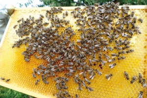 Nicht nur ihr Honig macht Bienen unverzichtbar