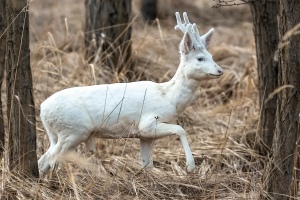 Albino-Rehbock im Goitzschewald