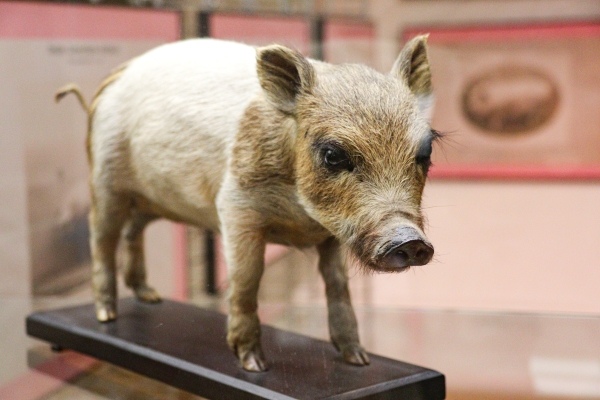 Schweine begleiten Menschen seit Jahrtausenden