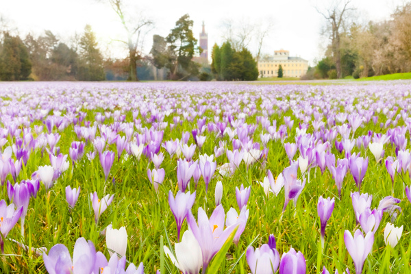 Krokuswiese am Schloss in Wörlitz